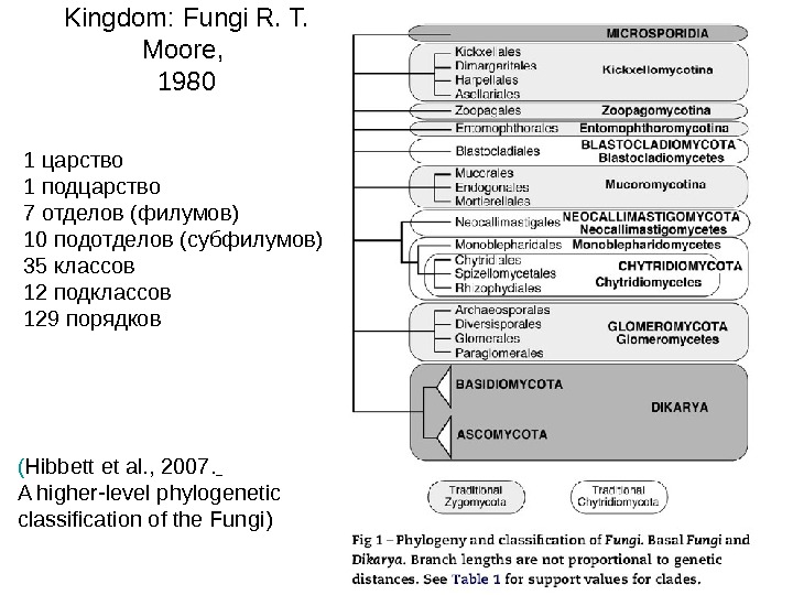  Kingdom: Fungi R. T.  Moore,  1980 ( Hibbett et al.
