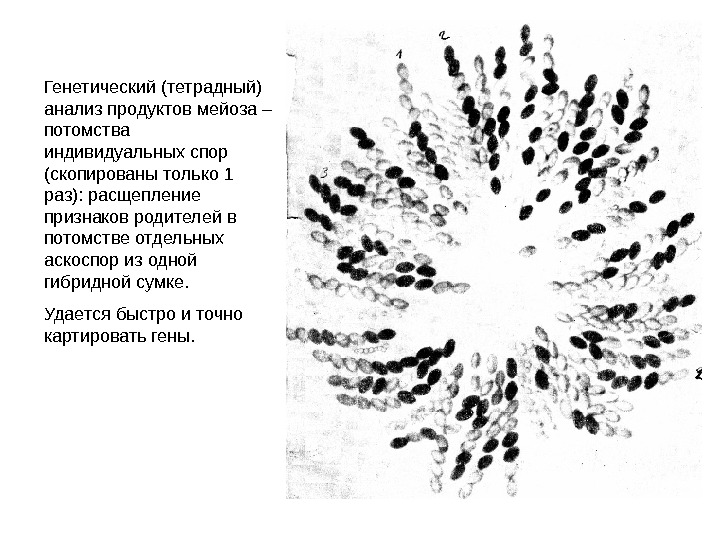   Генетический (тетрадный) анализ продуктов мейоза – потомства индивидуальных спор (скопированы только 1
