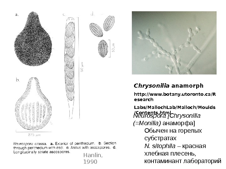   Chrysonilia anamorph http: //www. botany. utoronto. ca/R esearch Labs/Malloch. Lab/Malloch/Moulds /Contents. html