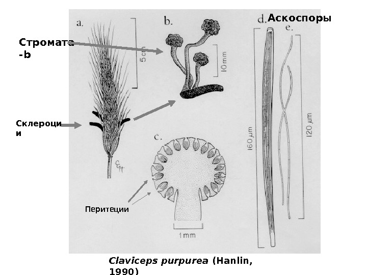   Склероци и Стромата - b Перитеции  Аскоспоры Claviceps purpurea  (