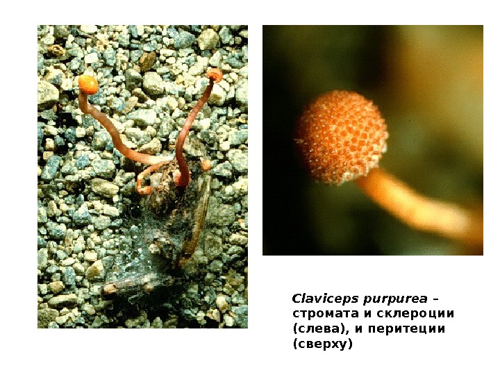   Claviceps purpurea  – стромата и склероции (слева) ,  и перитеции