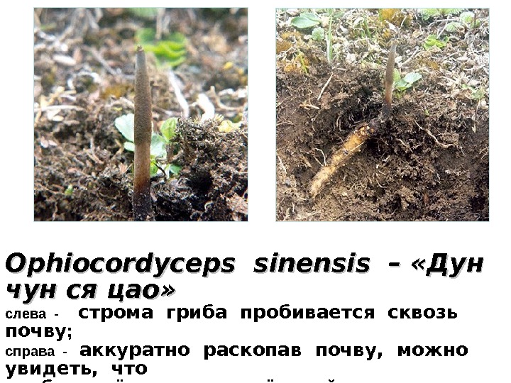   Ophiocordyceps sinensis  – «Дун чун ся цао» слева  - 