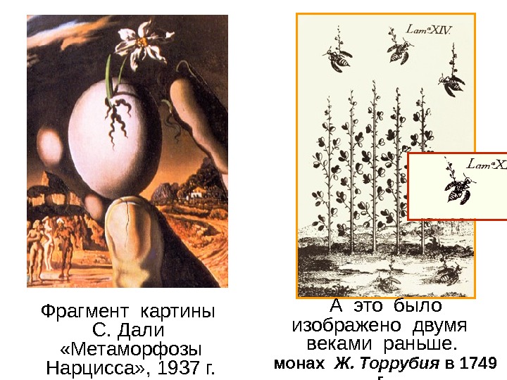   Фрагмент картины С. Дали  «Метаморфозы Нарцисса» , 1937 г. А это