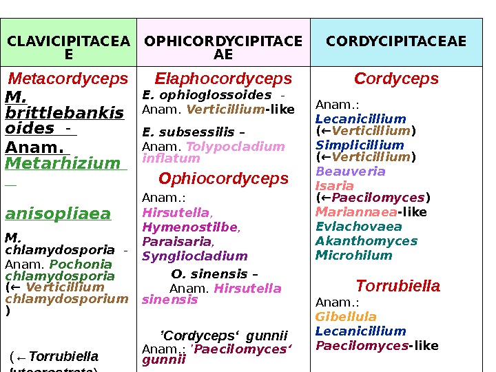   CLAVICIPITACEA E OPHICORDYCIPITACE AE CORDYCIPITACEAE Metacordyceps M.  brittlebankis oides  -