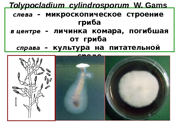   Tolypocladium  cylindrosporum  W. Gams  слева  – микроскопическое строение