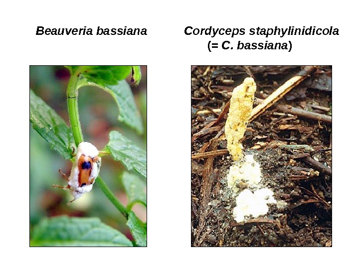    Beauveria bassiana  Cordyceps staphylinidicola     ( =