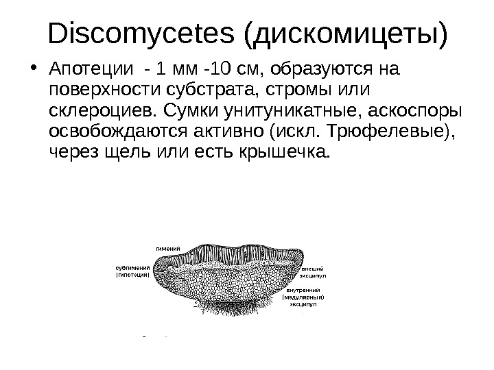   Discomycetes (дискомицеты) • Апотеции - 1 мм -10 см, образуются на поверхности