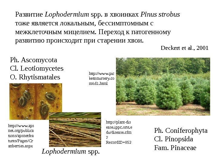   Развитие Lophodermium spp.  в хвоинках Pinus  strobus  тоже является