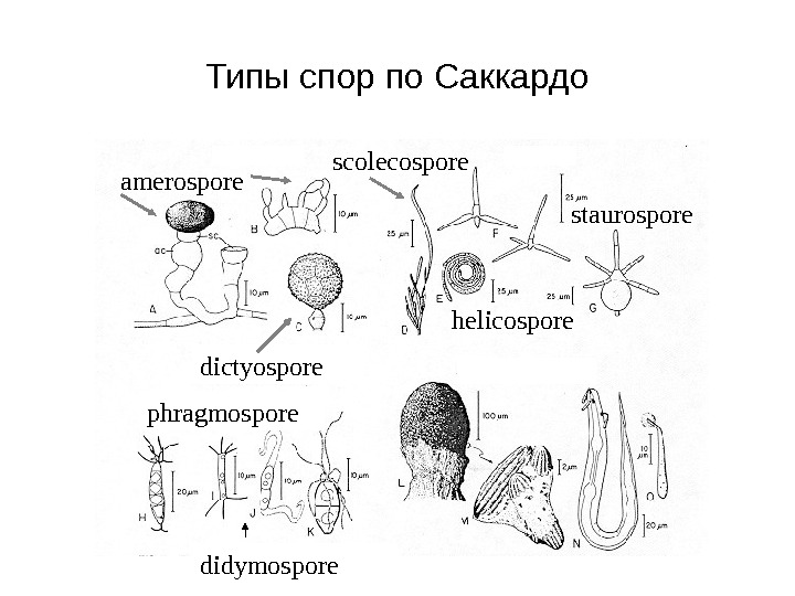   Типы спор по Саккардо amerospore staurospore helicosporescolecospore dictyospore didymosporephragmospore 