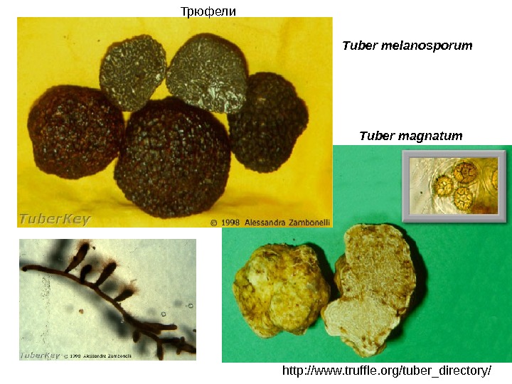   Truffles http: //www. truffle. org/tuber_directory/ Tuber melanosporum Tuber magnatum. Трюфели 