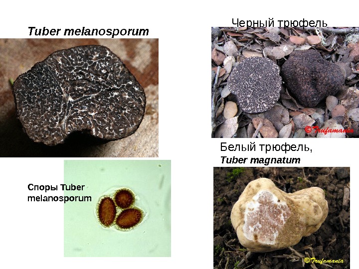   Споры Tuber melanosporum Черный трюфель Белый трюфель,  Tuber magnatum. Tuber melanosporum