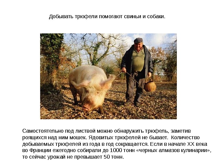  Добывать трюфели помогают свиньи и собаки.  Самостоятельно под листвой можно обнаружить