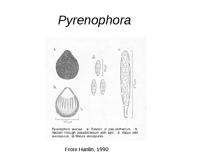   Pyrenophora From Hanlin, 1990 