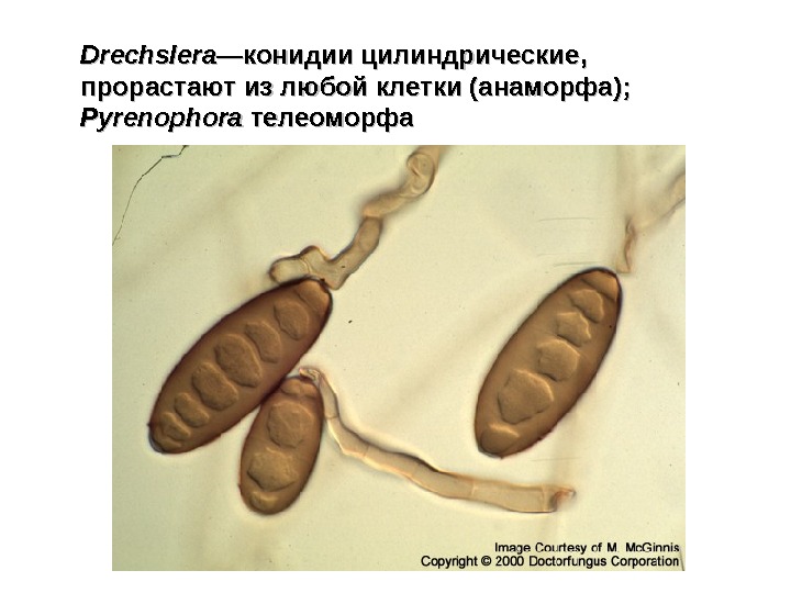   Drechslera —— конидии цилиндрические , , прорастают из любой клетки (анаморфа) ;