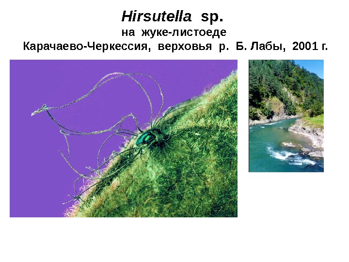  Hirsutella  sp. на жуке-листоеде Карачаево - Черкессия,  верховья р. 