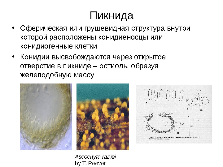   Пикнида • Сферическая или грушевидная структура внутри которой расположены конидиеносцы или конидиогенные
