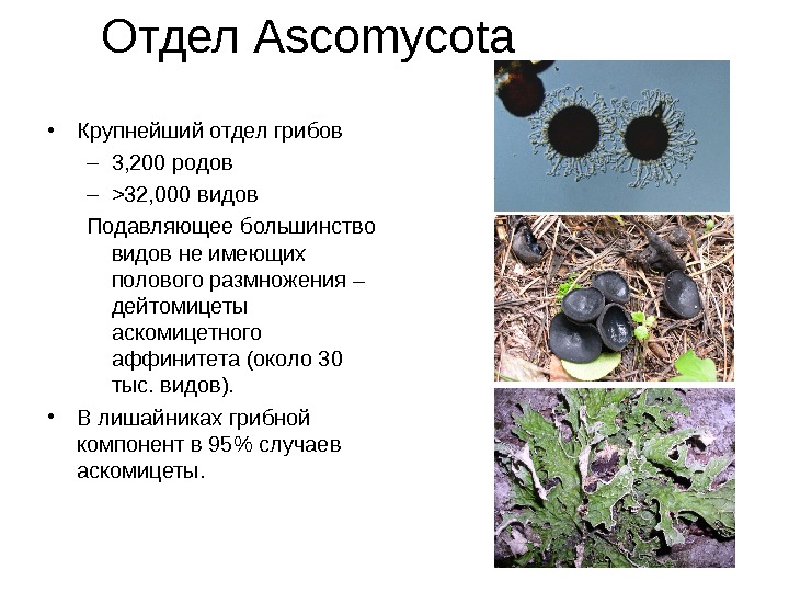   Отдел Ascomycota • Крупнейший отдел грибов  – 3, 200 родов –