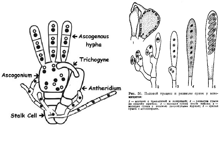 Цикл развития аскомицетов рисунок