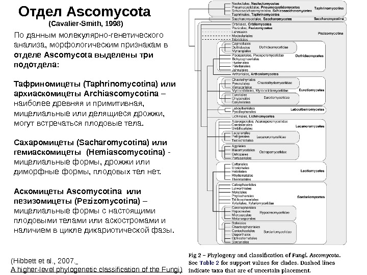   ( Hibbett et al. ,  2007.  A higher-level phylogenetic classification