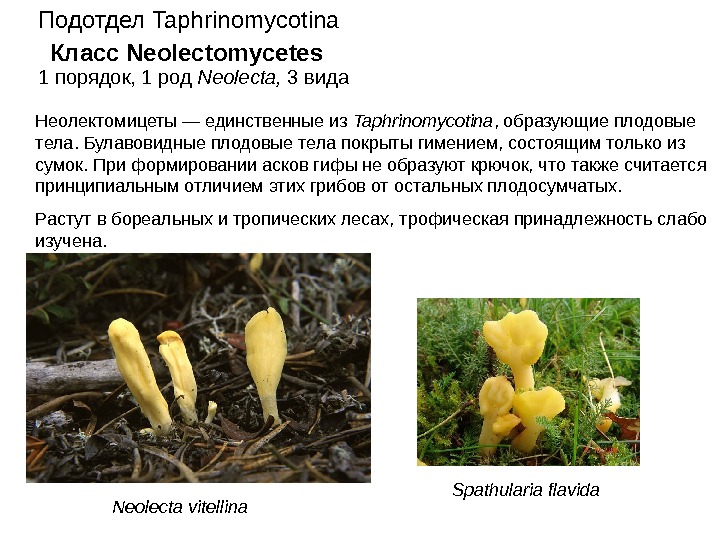   Класс Neolectomycetes. Подотдел Taphrinomycotina 1 порядок, 1 род Neolecta,  3 вида