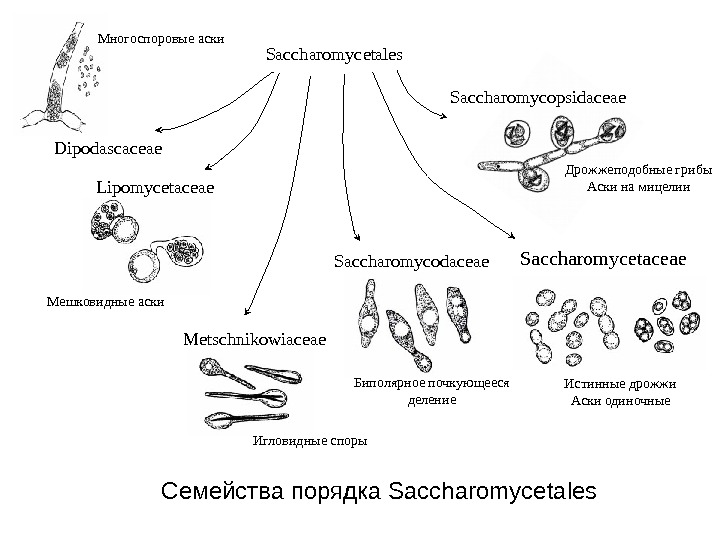   Семейства порядка Saccharomycetales Lipomycetaceae Metschnikowiaceae Saccharomycetaceae Saccharomycodaceae Saccharomycopsidaceae Dipodascaceae Многоспоровые аски Мешковидные