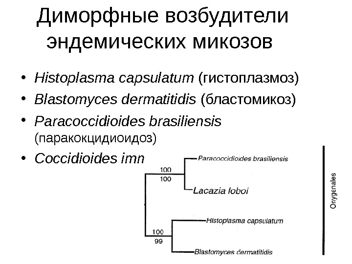   Диморфные возбудители эндемических микозов  • Histoplasma capsulatum ( гистоплазмоз ) •