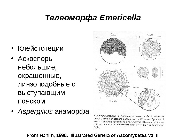   Телеоморфа Emericella • Клейстотеции • Аскоспоры небольшие,  окрашенные,  линзоподобные с