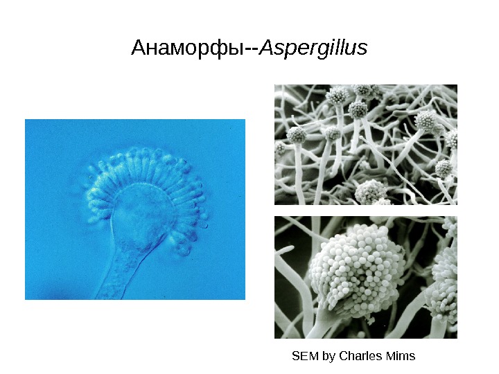   Анаморфы -- Aspergillus SEM by Charles Mims 