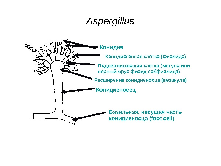   Aspergillus Конидиеносец. Расширение конидиеносца (везикула) Конидия Поддерживающая клетка (метула или первый ярус