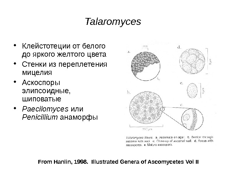   From Hanlin, 1998.  Illustrated Genera of Ascomycetes Vol II Talaromyces •