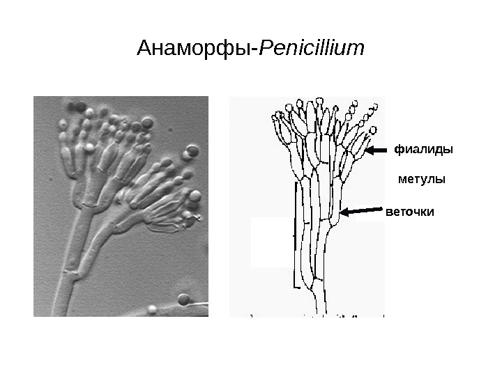   Анаморфы - Penicillium фиалиды веточки метулы 
