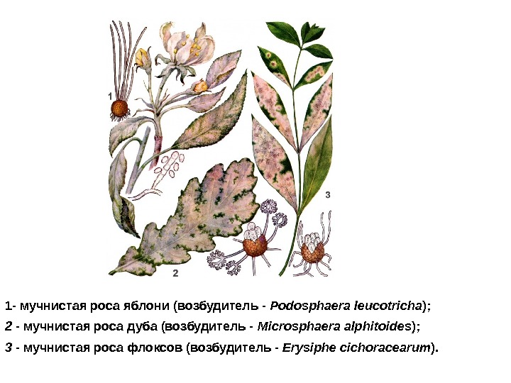   1 - мучнистая роса яблони (возбудитель - Podosphaera leucotricha );  2