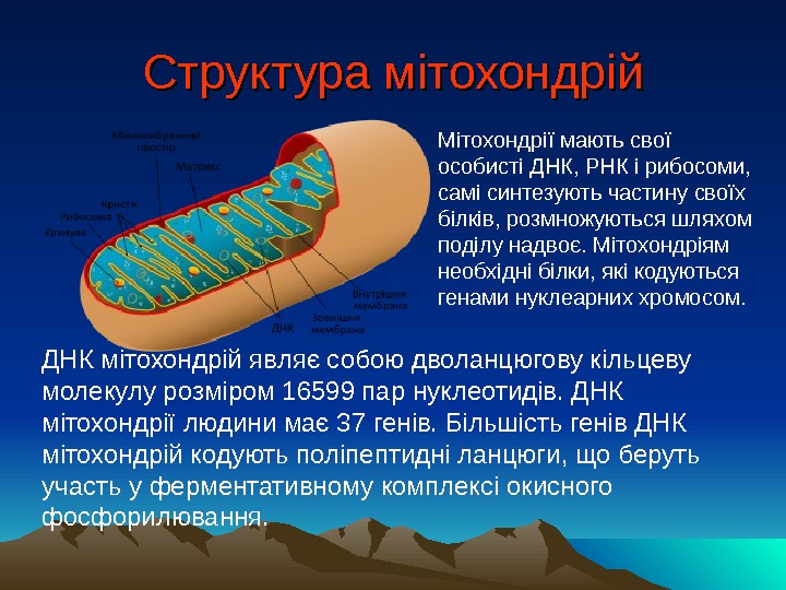 Структура мітохондрій Мітохондрії мають свої особисті ДНК, РНК і рибосоми,  самі синтезують частину