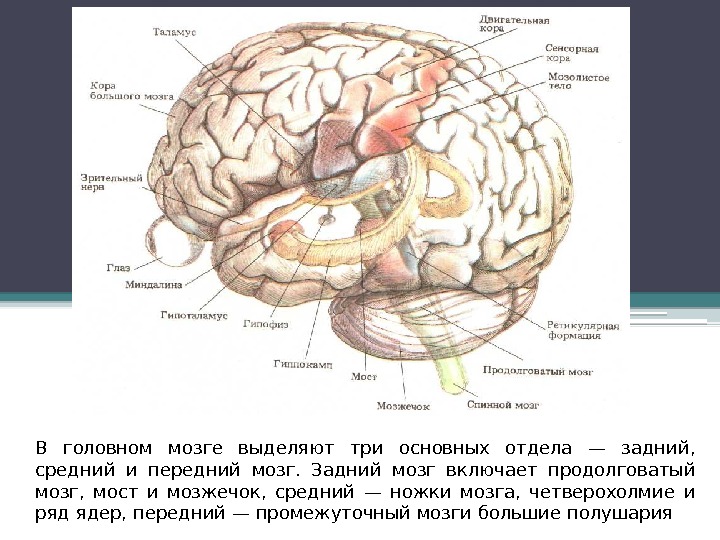 В головном мозге выделяют три основных отдела — задний,  средний и передний мозг.