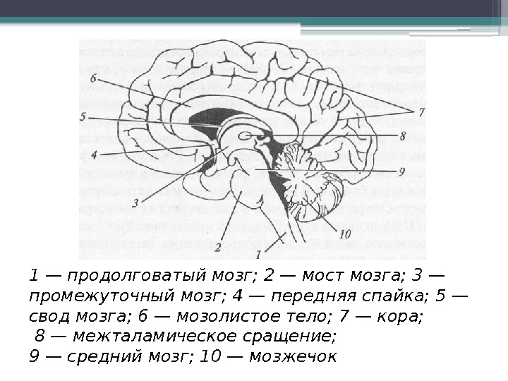1 — продолговатый мозг; 2 — мост мозга; 3 — промежуточный мозг; 4 —