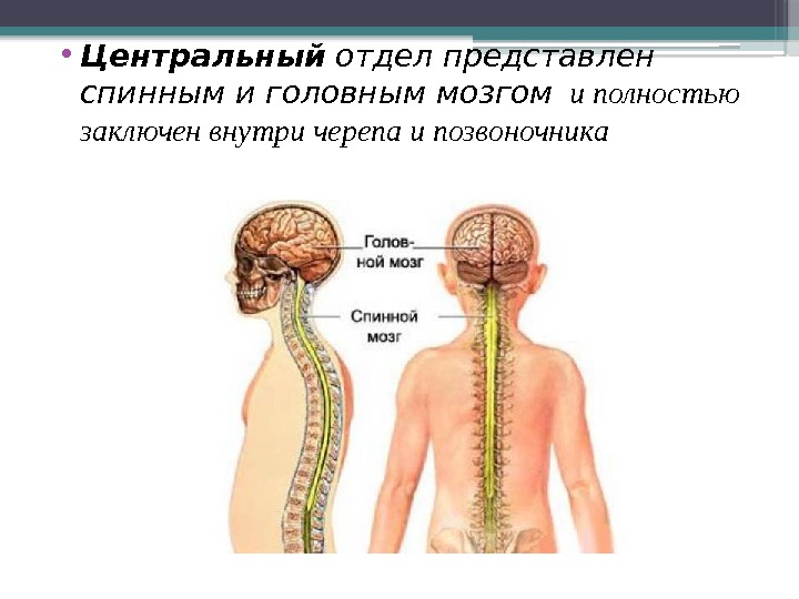  • Центральный отдел представлен спинным и головным мозгом  и полностью заключен внутри