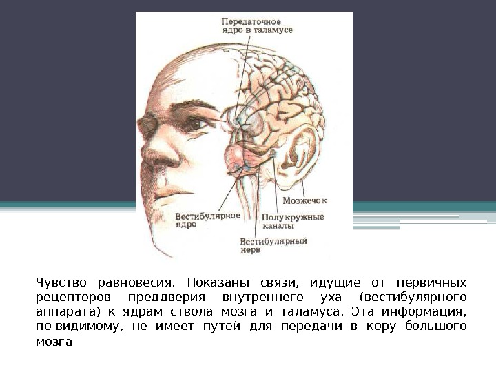 Чувство равновесия.  Показаны связи,  идущие от первичных рецепторов преддверия внутреннего уха (вестибулярного