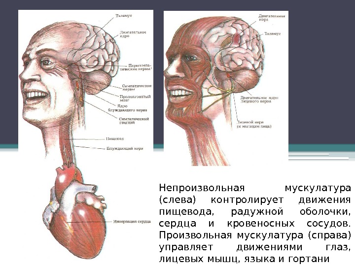 Непроизвольная мускулатура (слева) контролирует движения пищевода,  радужной оболочки,  сердца и кровеносных сосудов.