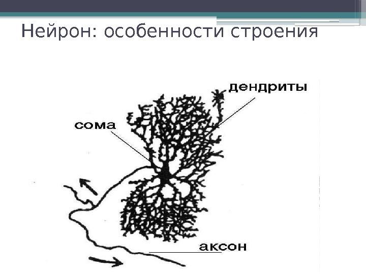 Нейрон: особенности строения     