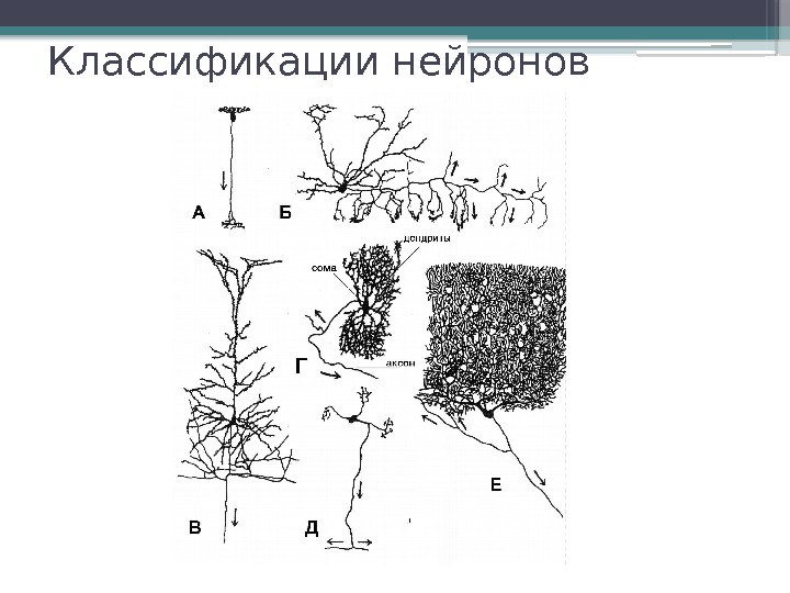 Классификации нейронов     