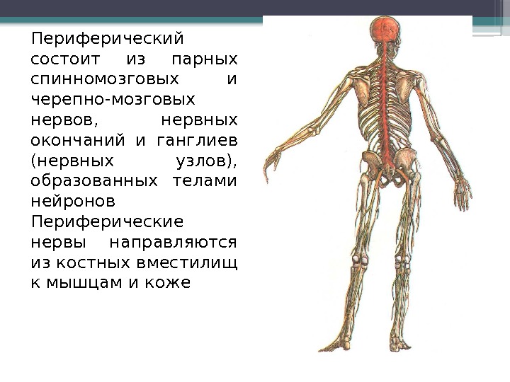 Периферический состоит из парных спинномозговых и черепно-мозговых нервов,  нервных окончаний и ганглиев (нервных