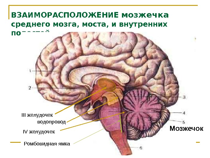 ВЗАИМОРАСПОЛОЖЕНИЕ мозжечка среднего мозга, моста, и внутренних полостей IV желудочек водопровод. III желудочек Ромбовидная
