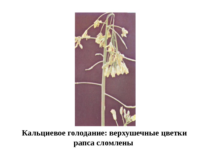   Кальциевое голодание: верхушечные цветки рапса сломлены  