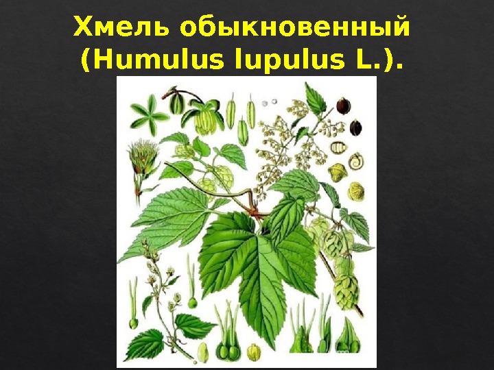 Хмель обыкновенный (Humulus lupulus L. ). 3 E 223 F  