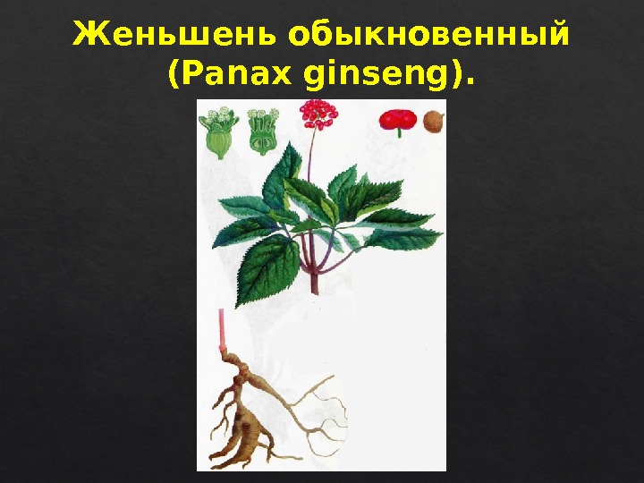 Женьшень обыкновенный (Panax ginseng). 46 0 B 22  