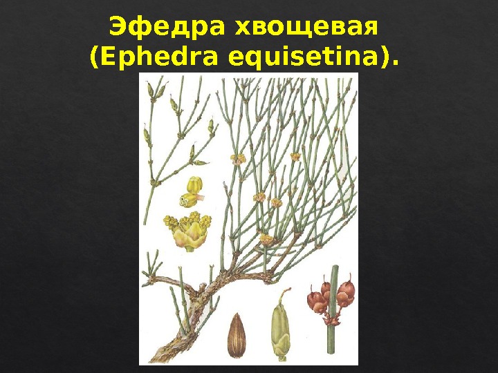 Эфедра хвощевая (Ephedra equisetina). 4 D 4 A 224 E  