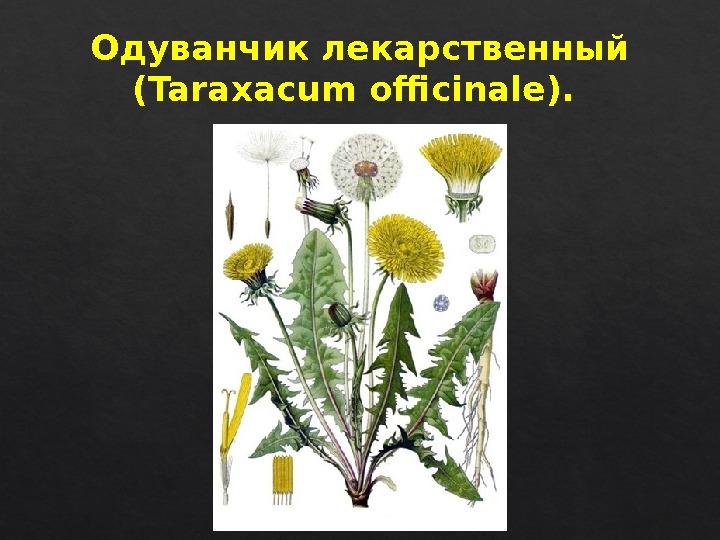 Одуванчик лекарственный (Taraxacum officinale). 50 22  