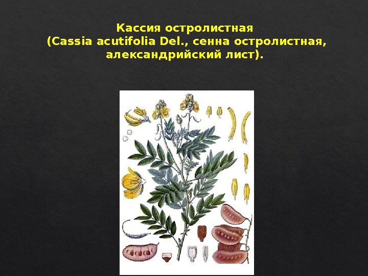 Кассия остролистная (Cassia acutifolia Del. , сенна остролистная,  александрийский лист). 03 22 11