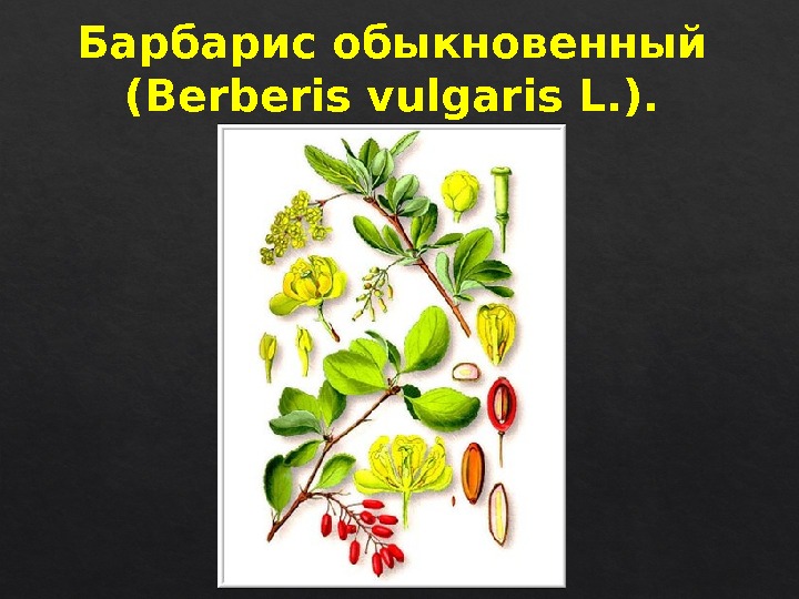 Барбарис обыкновенный (Berberis vulgaris L. ). 5 A 225 B 2 F 30 