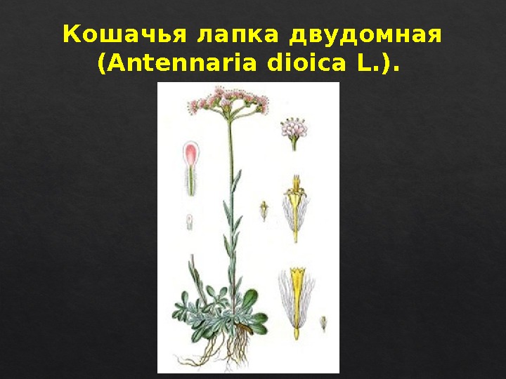 Кошачья лапка двудомная (Antennaria dioica L. ). 0319 22  